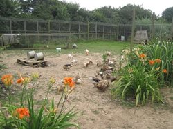 Duck and Hen enclosure Summer 2014